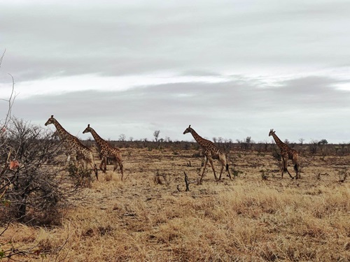 Krugerpark | Punda Maria | Travelhome Campervakanties